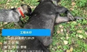 花20万只捕到5头野猪？当事人发声：已经开始上手了